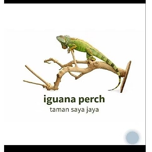 Batang kayu kopi untuk tangeran hewan iguana