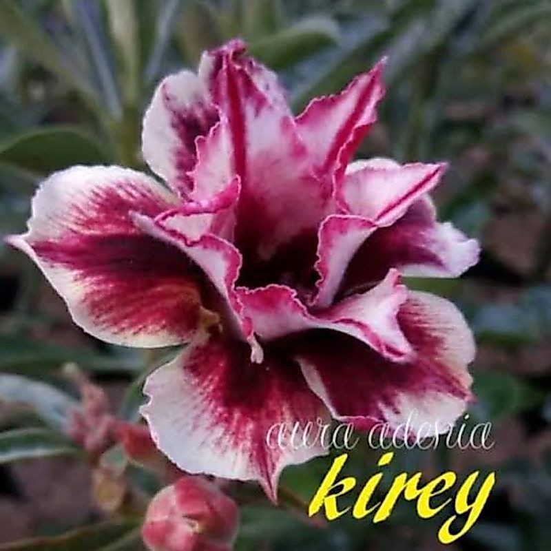 100 BENIH BIJI BUNGA ADENIUM KAMBOJA JEPANG BUNGA TUMPUK KIREY