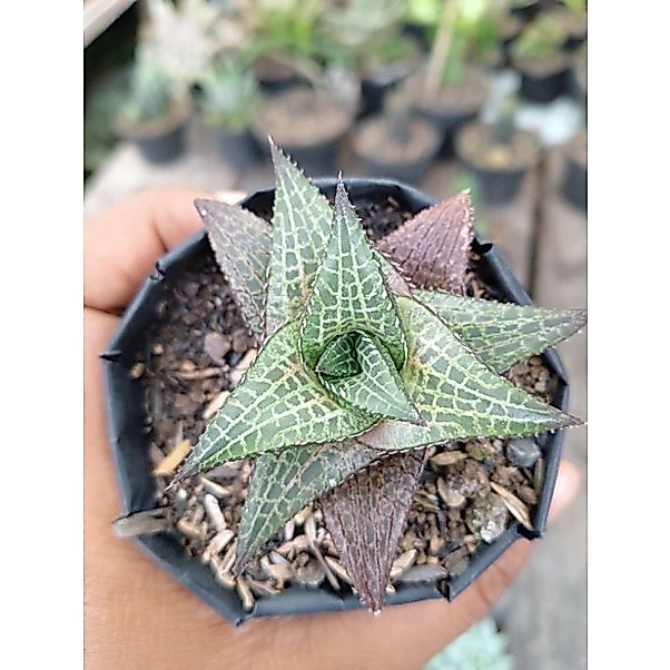 haworthia venosa / haworthia kecil