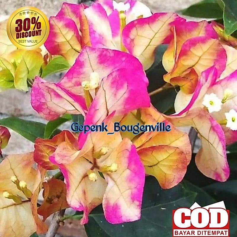 Bougenville Citra India Bugenvil Citra India Bugenvil Import Ori