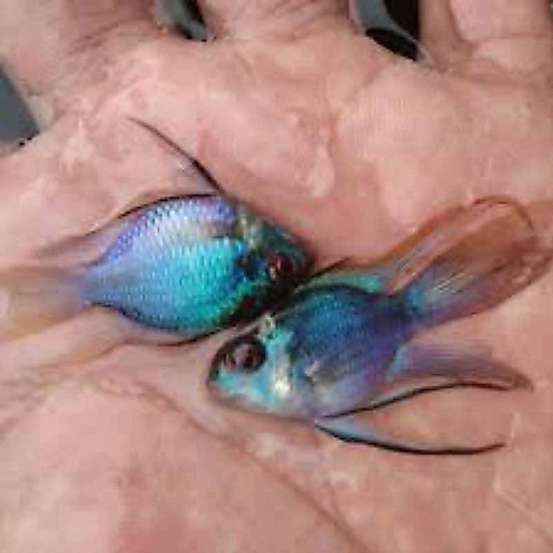 Dekorasi Hiasan Aquarium Blue elektrik slayer isi 3