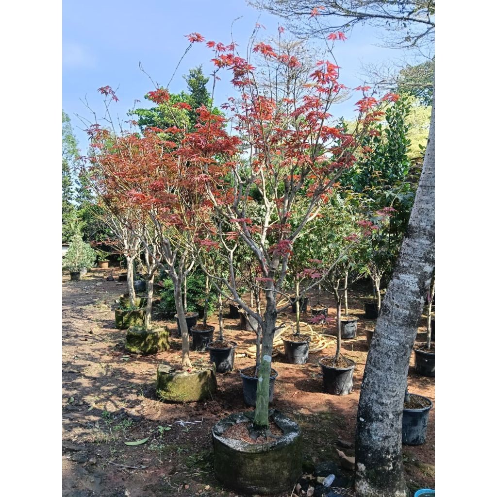 pohon red maple amerika tinggi 2 meter daun