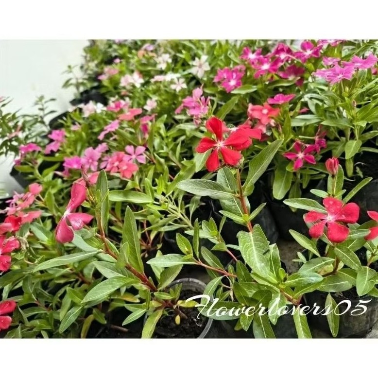 vinca juntai hidup rimbun tapak dara bisa pilih warna