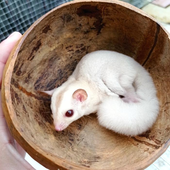 sugar glider creamino jantan
