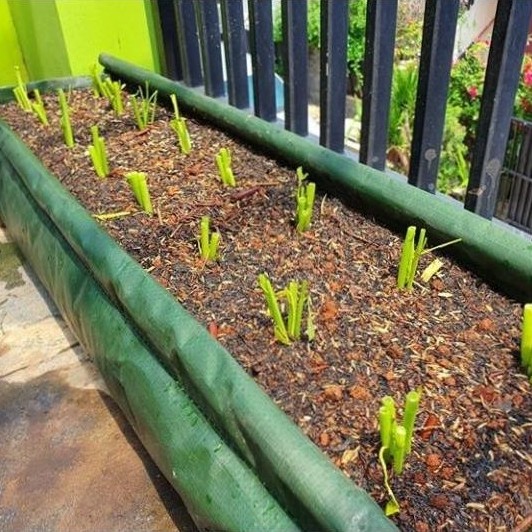 Hedge Bag Size L Merek Easygrow/Pot Planter Pembatas Taman/Hedge Planter Easygrow Pasti Promo