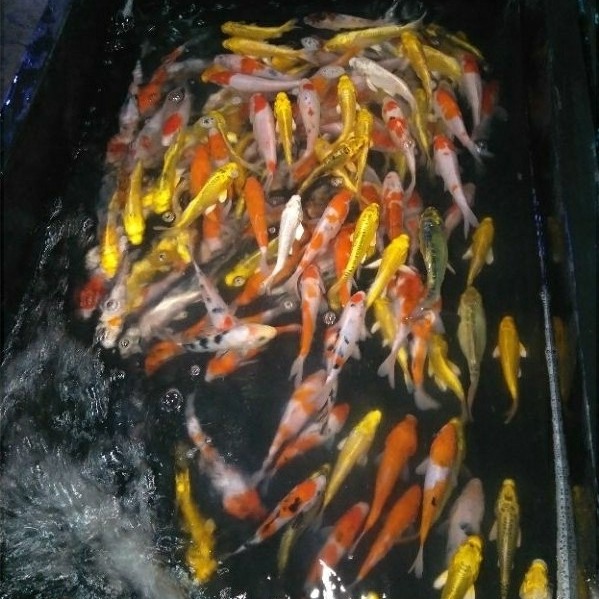 Terlaris ReadyPaket 10 Ekor Bibit Ikan Koi Ekor Kohaku Sanke Showa Tancho