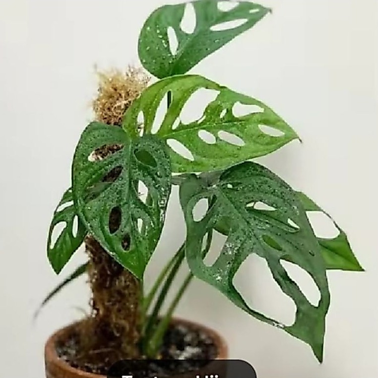 tanaman hias monstera janda bolong / tanaman hias janda bolong / monstera janda bolong