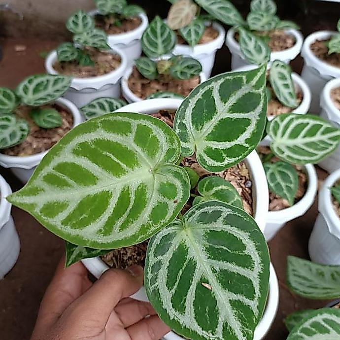 Anthurium Dorayaki silver blush - Anthurium Dorayaki
