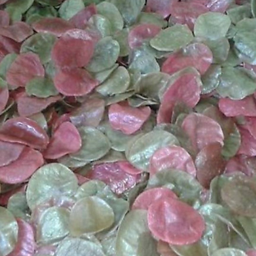 opak aci metah khas Cirebon opak aci melarat mentah khas Cirebon 1 kg