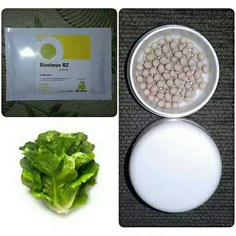 BENIH BIBIT SELADA ROMAIN MAXIMUS RZ 100 PILLS