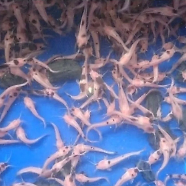 LELE ALBINO/LELE BULE PERKANTONG (ISI 10 EKOR) 6-7 CM