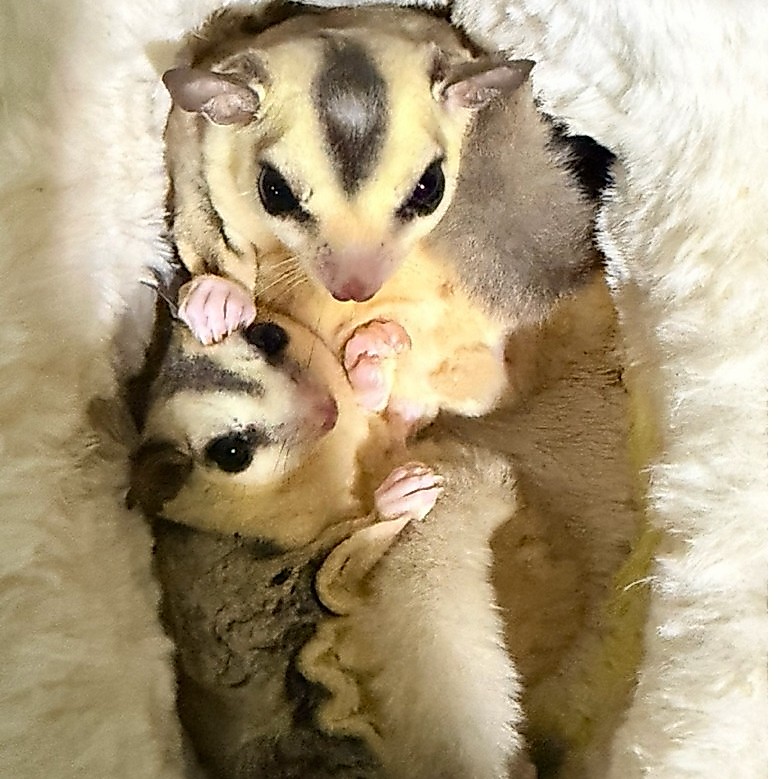 SUGAR GLIDER sepasang, FREE travel bag (OPEN NEGO)