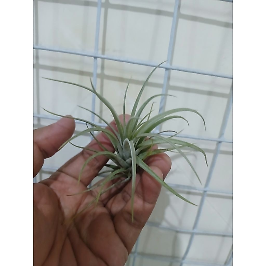 Tillandsia utriculata var. pringlei Dewasa