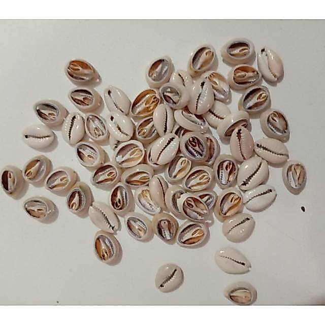 Kerang laut 100 gr | Biji coklak | Kerang hias | Kerang kuwuk