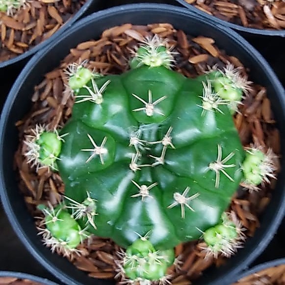 Gymno Damsii