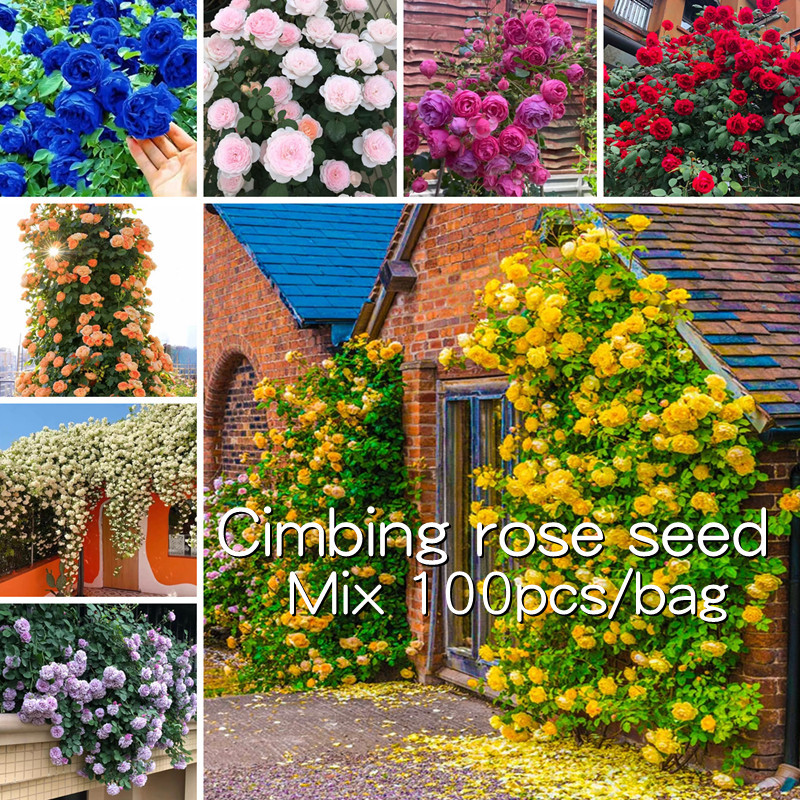 100% Fresh 100pcs Colorful Climbing Rose Flower Seeds for Sale Garden Decor Climbing Rose Benih Bung