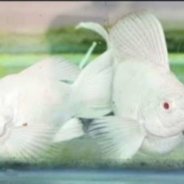 Molly Albino Mata Merah Platinum