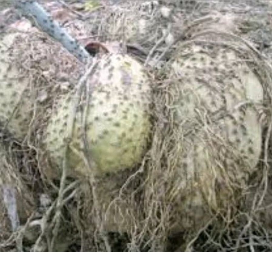 umbi gadung,gadung mentah gadung hutan fres 1kg