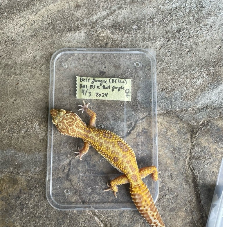 Tokek Gecko Leopard Betina Unik Lucu
