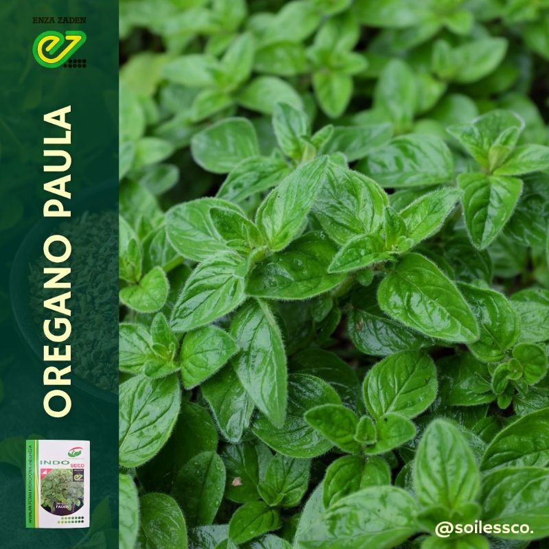 benih oregano paula indoseed