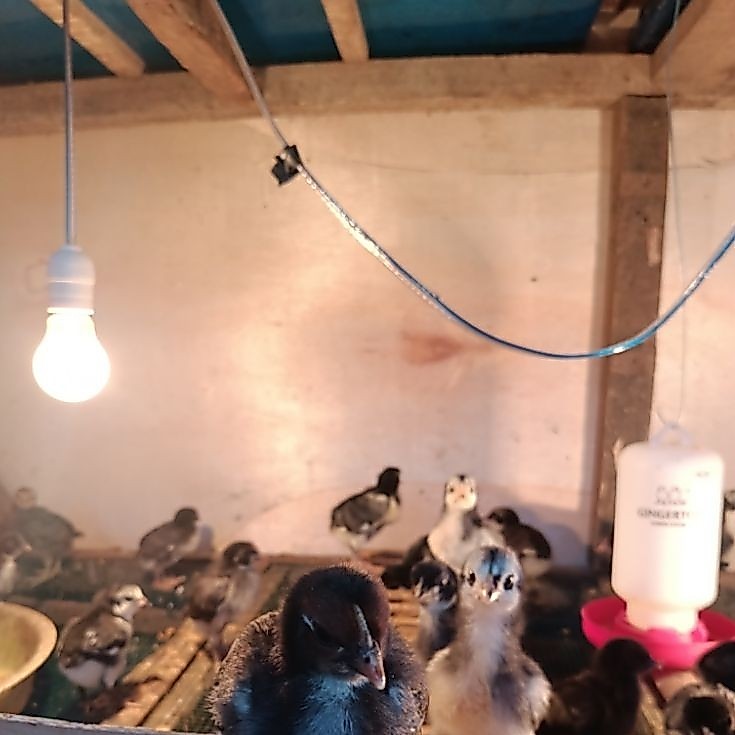 DOC/Bibit Ayam Kampung Super KUB 1 sudah Vaksin Siap Ternak