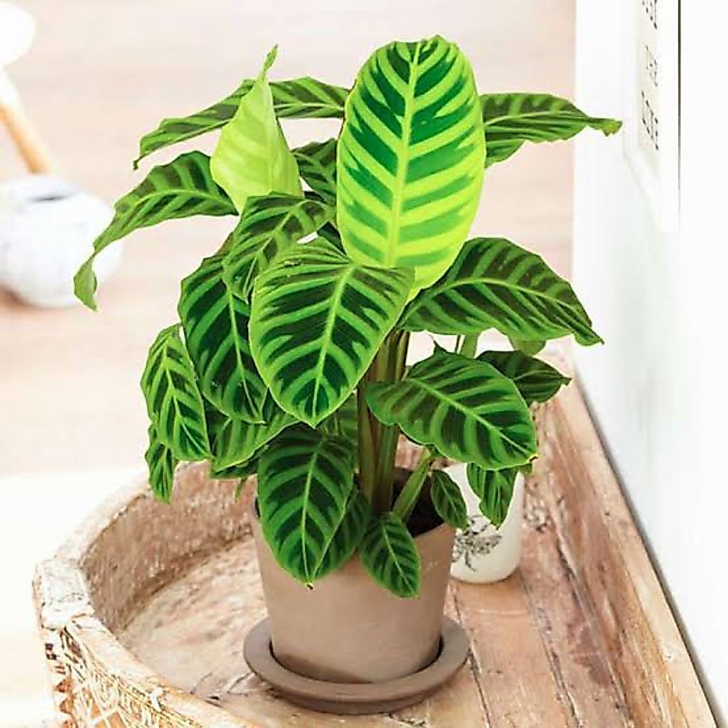 Calathea zebrina - tanaman hias calathea zebrina