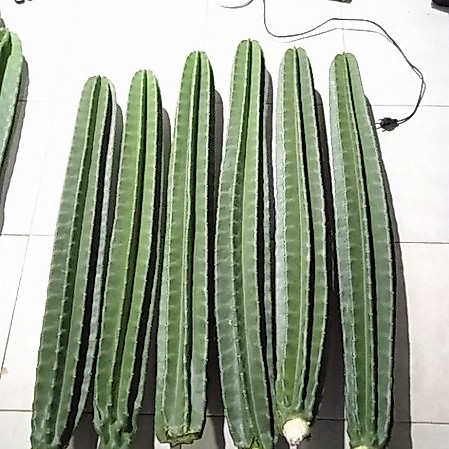 kaktus koboi besar kaktus koboi kaktus koboi (90- 99),(100-109cm) kaktus koboi tanpa duri
