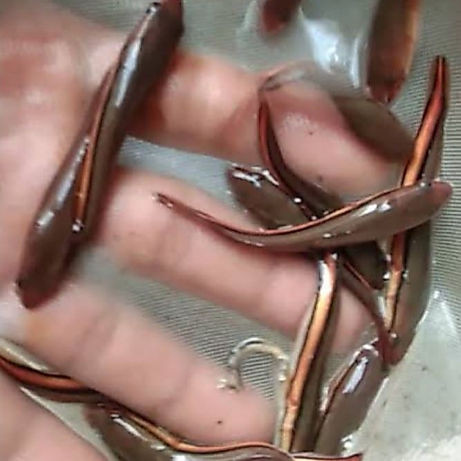 Toman goblin predator premium isi 10 ekor size 3-5cm