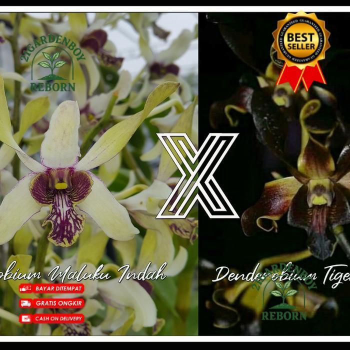 (BISA COD) Anggrek Dendrobium Maluku Indah x Tiger Twist