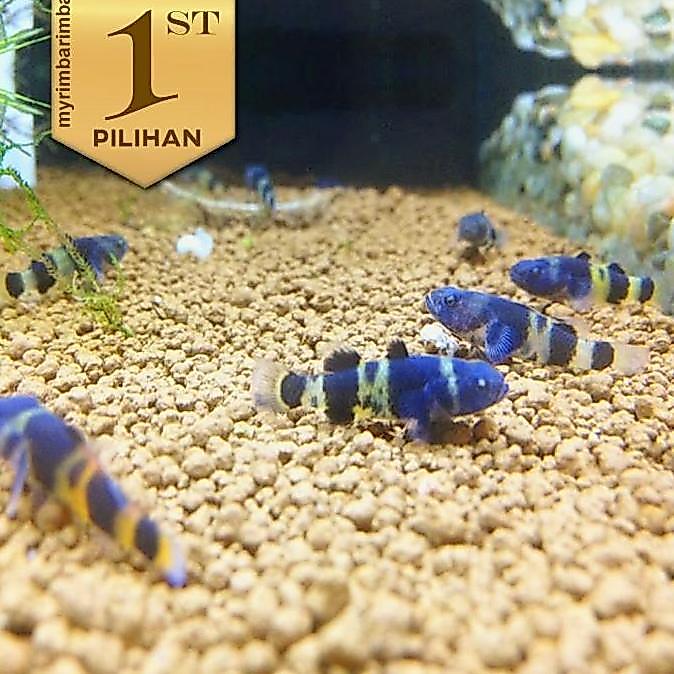 Paket Koloni (isi 10) Anakan Mini Goby Bumblebee Ikan Hias Aquascape HIasan Aquarium Micro