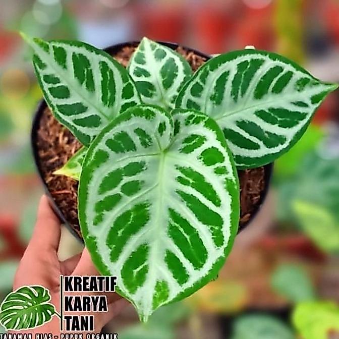 Anthurium Dorayaki Silver Blush - Dorayaki Silver Blush