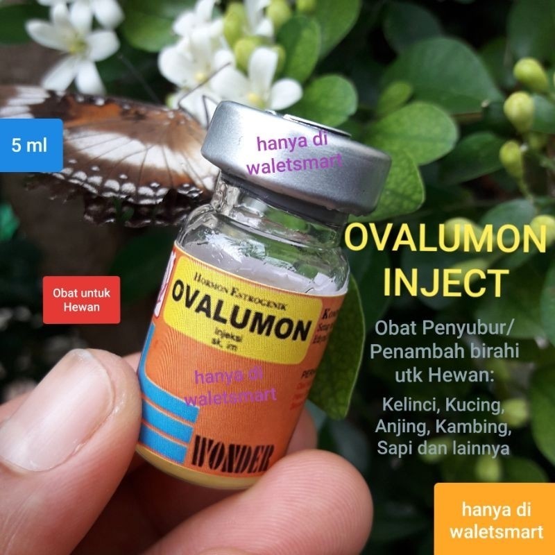 Ovalumon Inject 5ml Obat Perangsang Birahi Kelinci Kucing Anjing Kambing Sapi dan hewan lainnya ws r