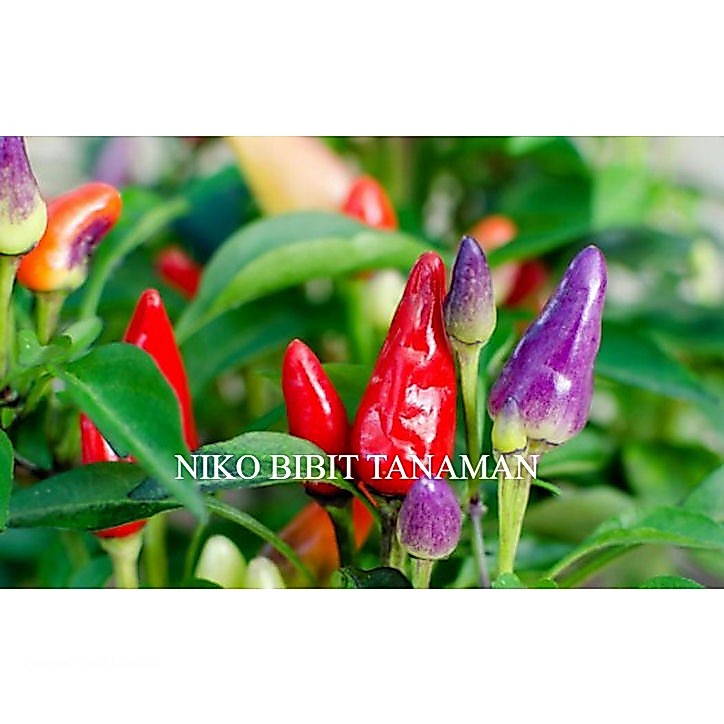 BIBIT CABE PELANGI (CABE HIAS SUPER CANTIK) (COCOK DITARUH POT)