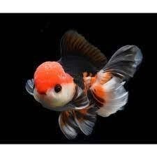 Koki panda Tricolor