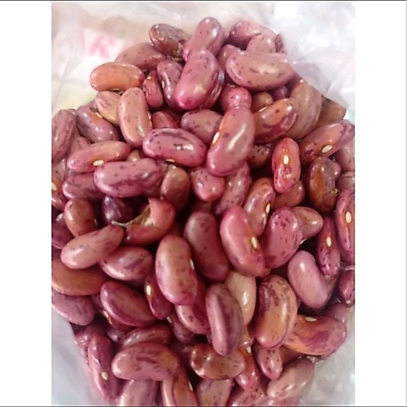 Kacang Merah Kering