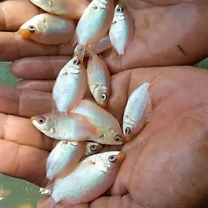 bibit ikan tembakang albino budidaya