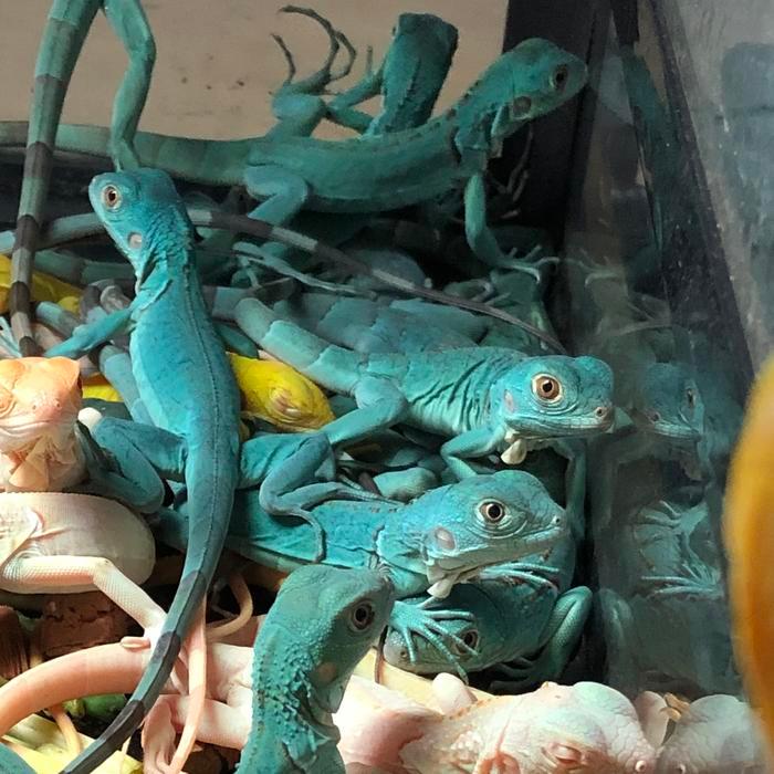 Ready Iguana Green Red Blue Albino Snow - Albino