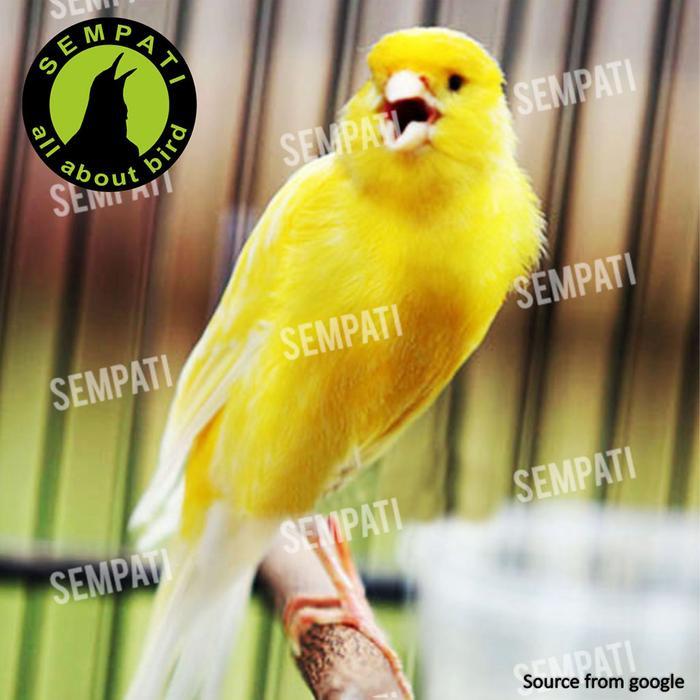 Promo Best SEMPATI PAKAN BURUNG KENARI KUNING LOVEBIRD GOLD PATTE YELLOW VERSELE LAGA