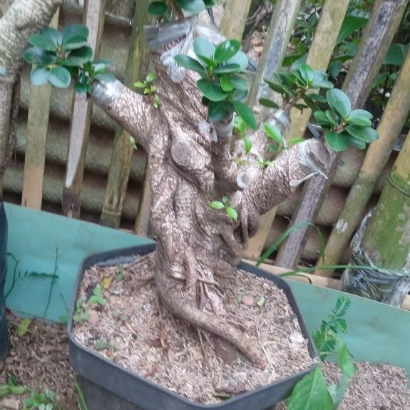 paket Hemat beli 1 gratis 1 Bonsai Beringin Kimeng dolar mikro batang besar