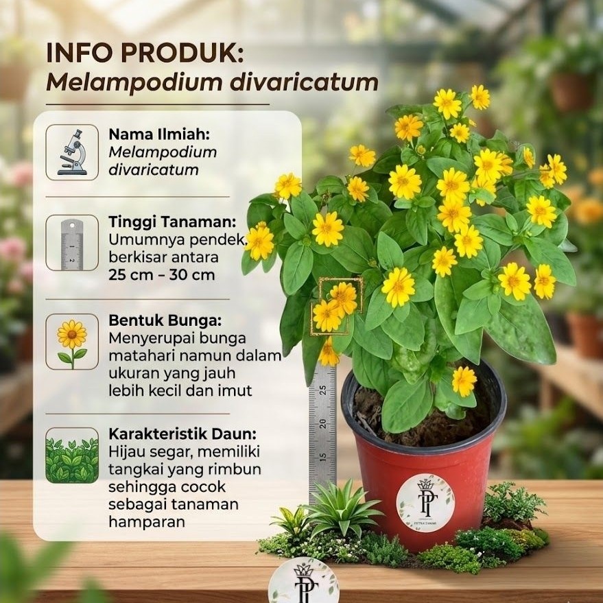 TANAMAN HIAS BUNGA MATAHARI MINI /COLGET/TANAMAN MATAHARI KECIL