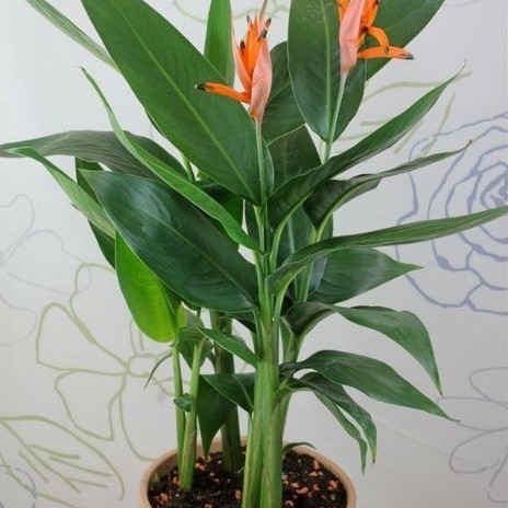 TANAMAN HIAS PISANG HELICONIA BUNGA MERAH / ORANGE - TANAMAN HIAS HIDUP PISANG HELICONIA