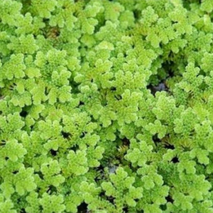 Tanaman Air Azolla