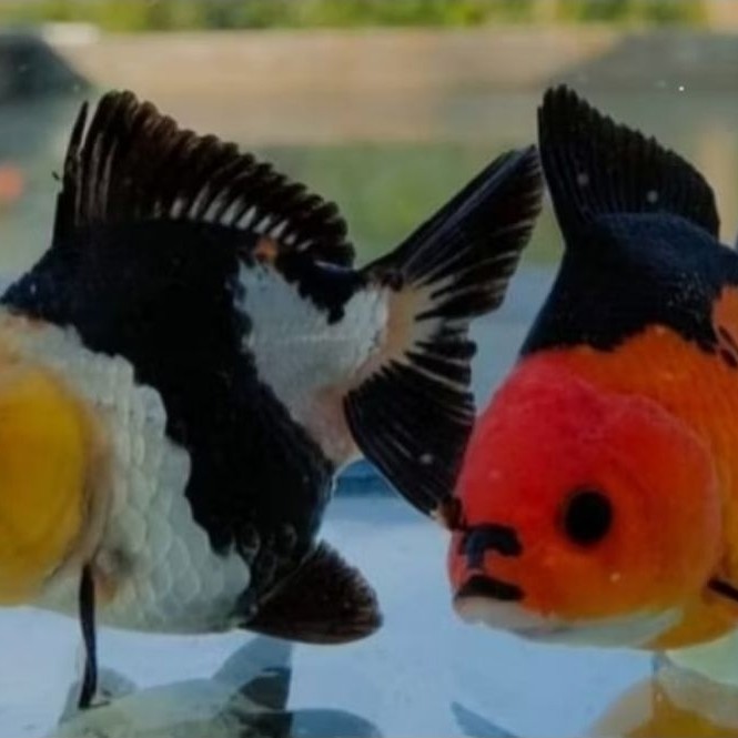 IKAN KOKI PANDA