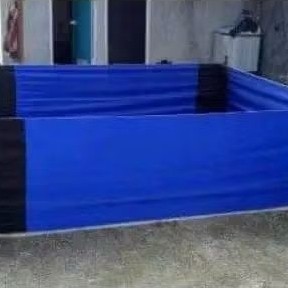 Ring Arena Aduan Ayam/Geber Ayam Aduan Ring arena saat Abar ayam