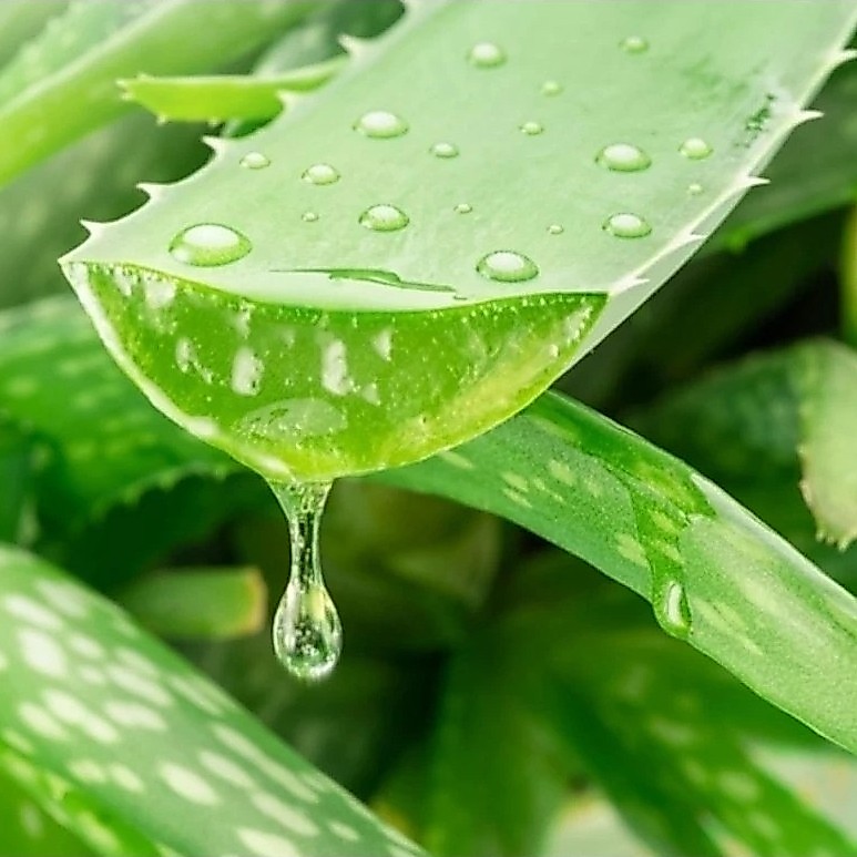 Lidah Buaya / Aloe Vera Segar / Daging Lidah Buaya Pelembab Kulit Penumbuh Penyubur Rambut