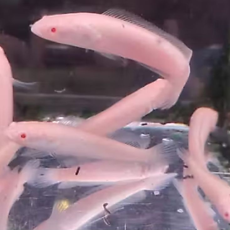 CHANA STRIATA ALBINO PER EKOR