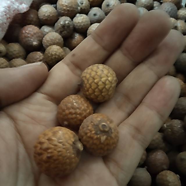 biji rotan bulat kering 100gram