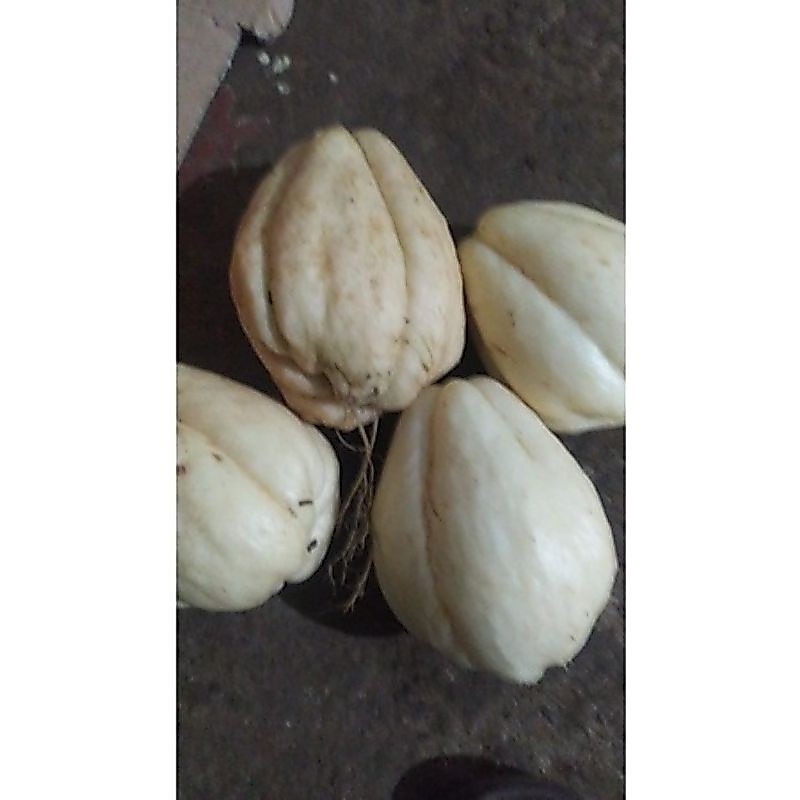 labu siam putih/jipang putih manisan super mantap langka harga per pcs