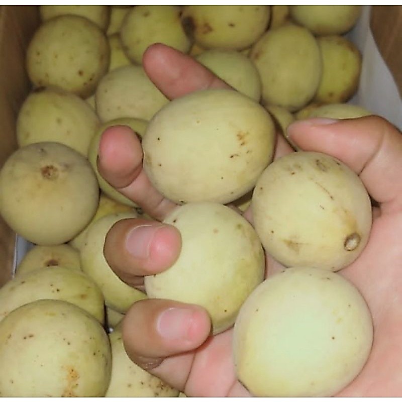 DUKU PALEMBANG SUPER MANIS DAN SEGAR