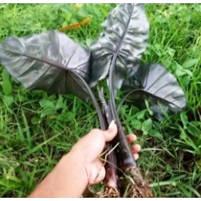 Bibit Talas Hitam,Talas Jawa,Sente